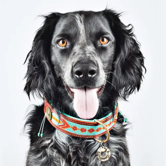 Dog with a Mission Halsband Paddy Lee